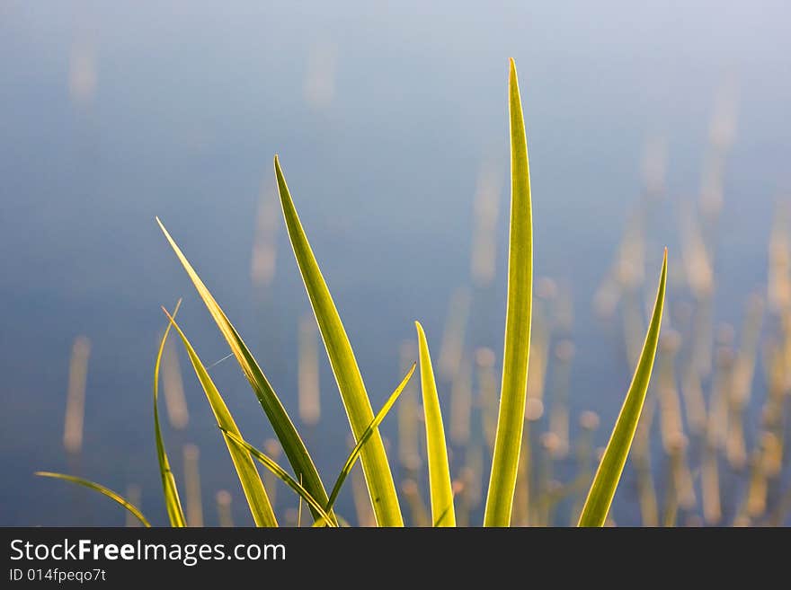 Sunset on grass with lake water in the background