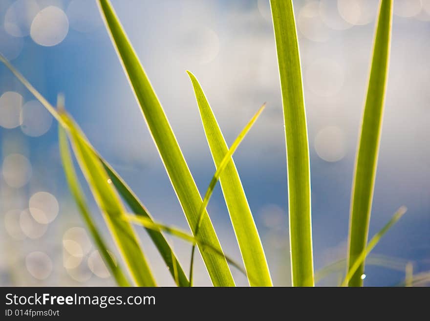 Sunset on grass with lake water in the background