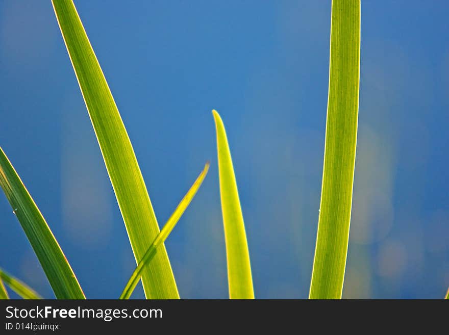 Sunset on grass