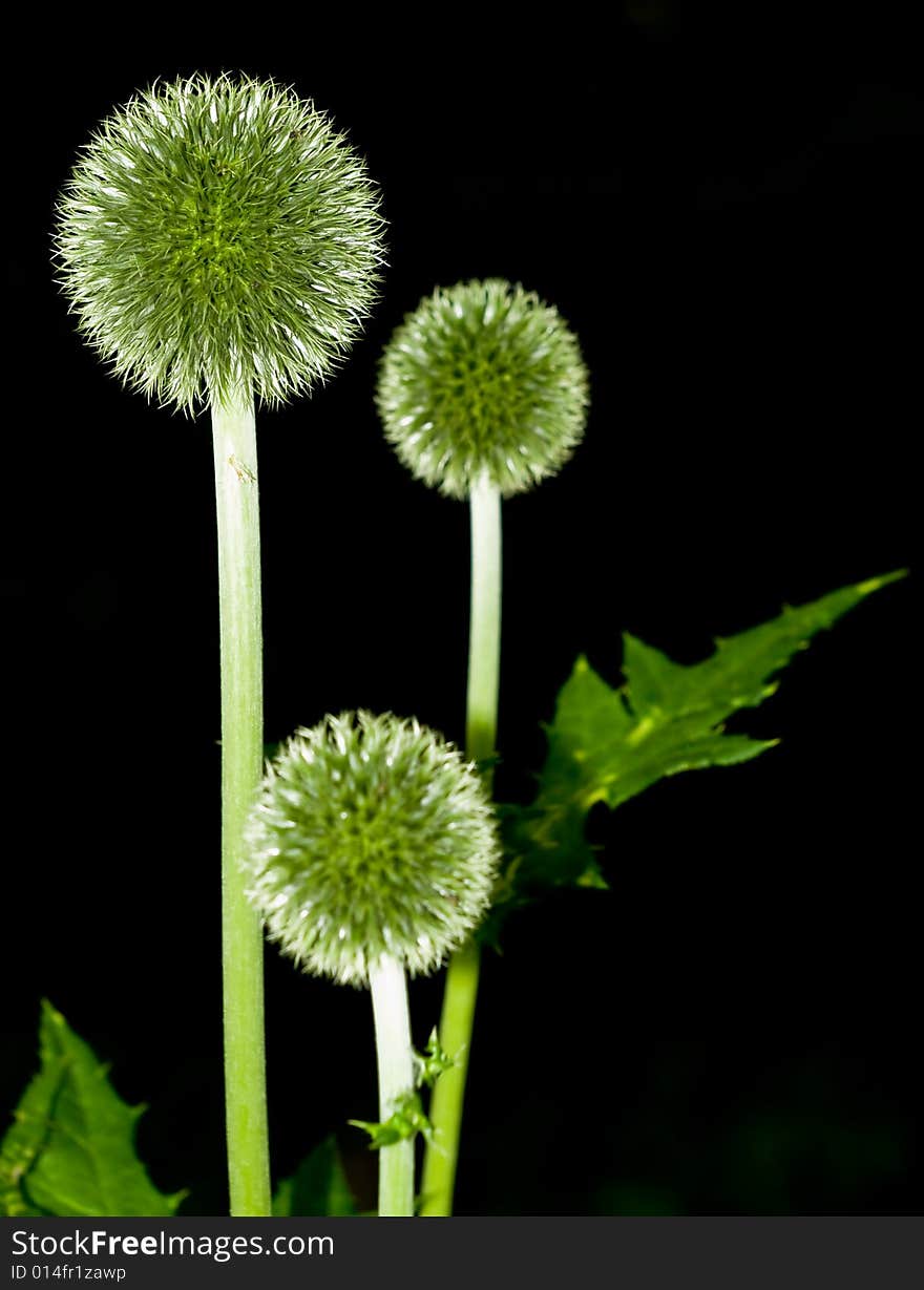 Green balls in botanic garden. Green balls in botanic garden