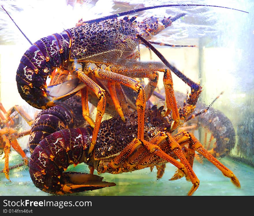 Raw lobster tails