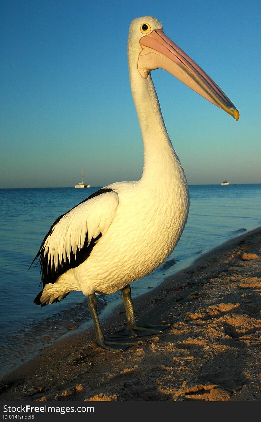 sunset Pelican