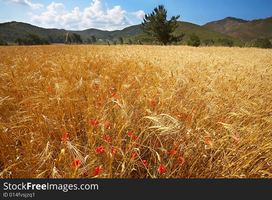 Wheat field under blue sky with poppy flowers