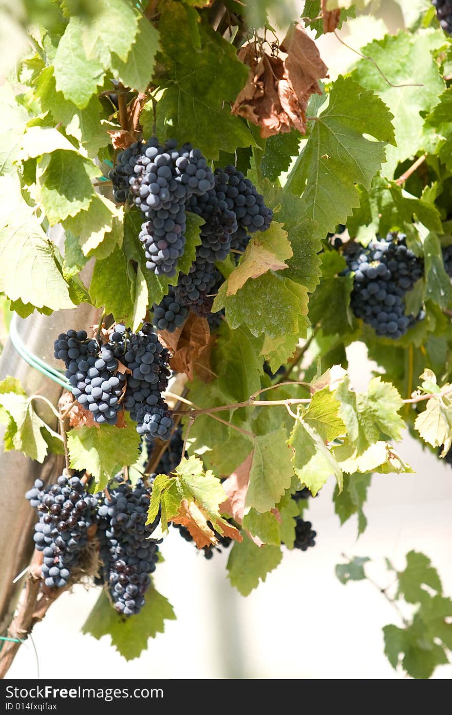 A bunch of red grapes just before the harveting. A bunch of red grapes just before the harveting