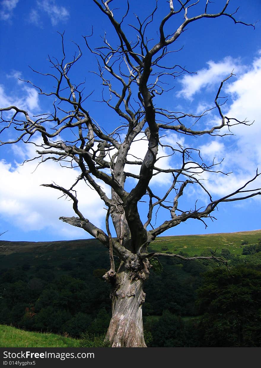 Green Landscape, Dead Tree