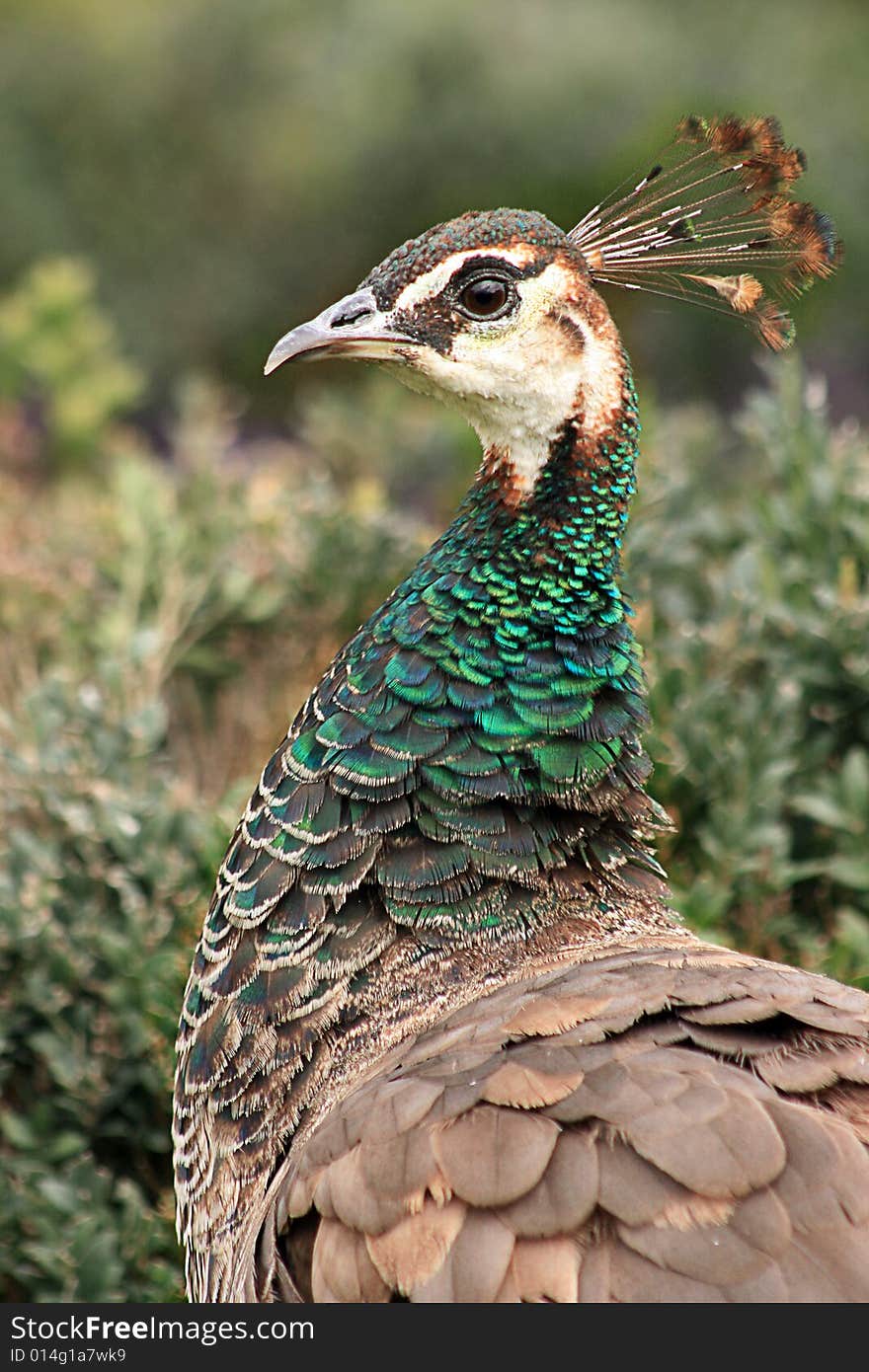 A photo of abeautiful peacock female