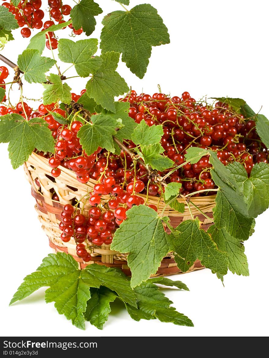 Red Currant