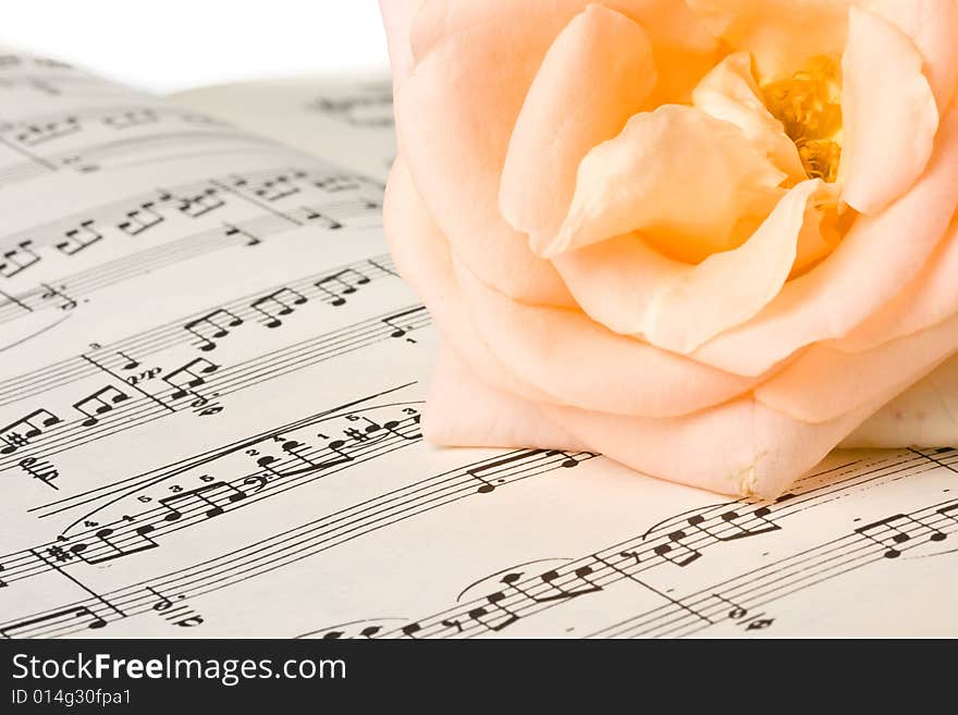 The rose laying on a musical notes on a white background. The rose laying on a musical notes on a white background