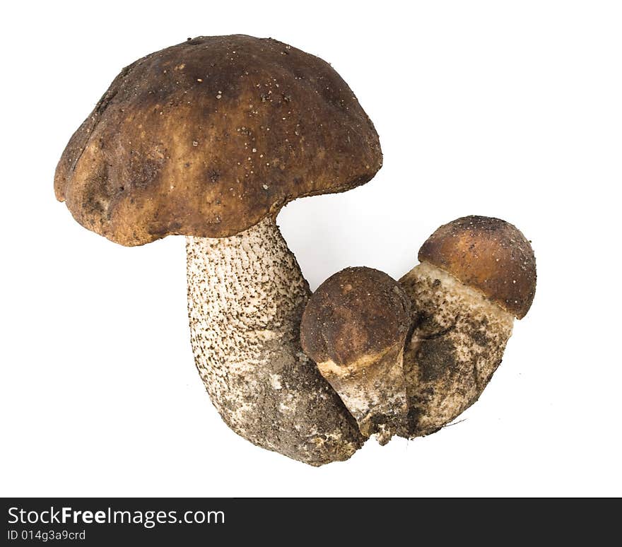 Brown Cap Boletus