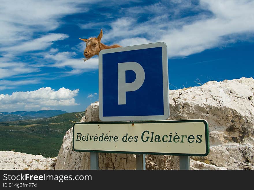 Mountain goat protect parking place in Canyon du Verdon in France. Mountain goat protect parking place in Canyon du Verdon in France.