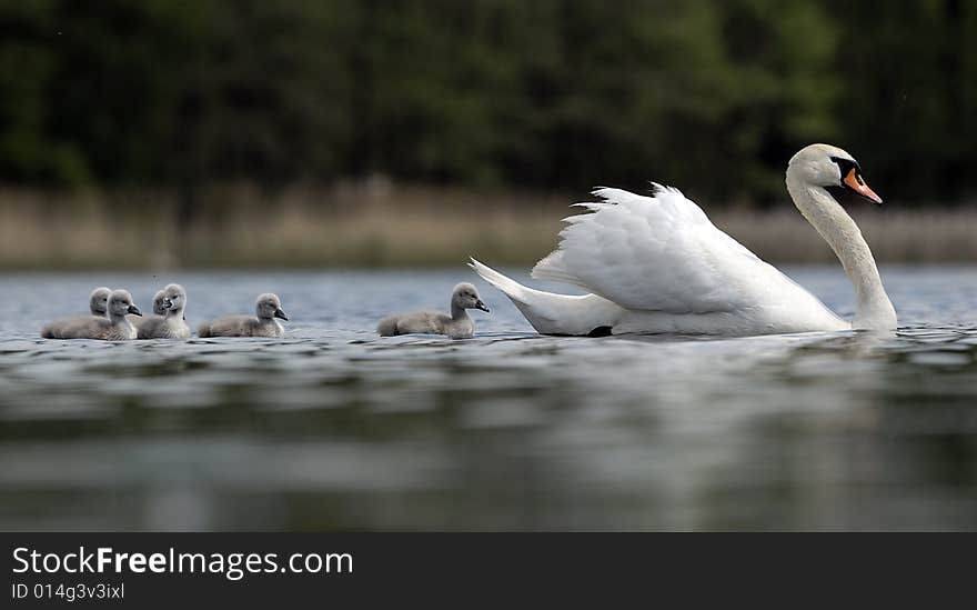 Swan family on a lake