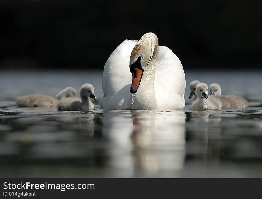 Swan family on a lake