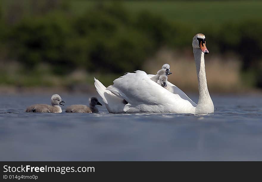 Swan family on a lake