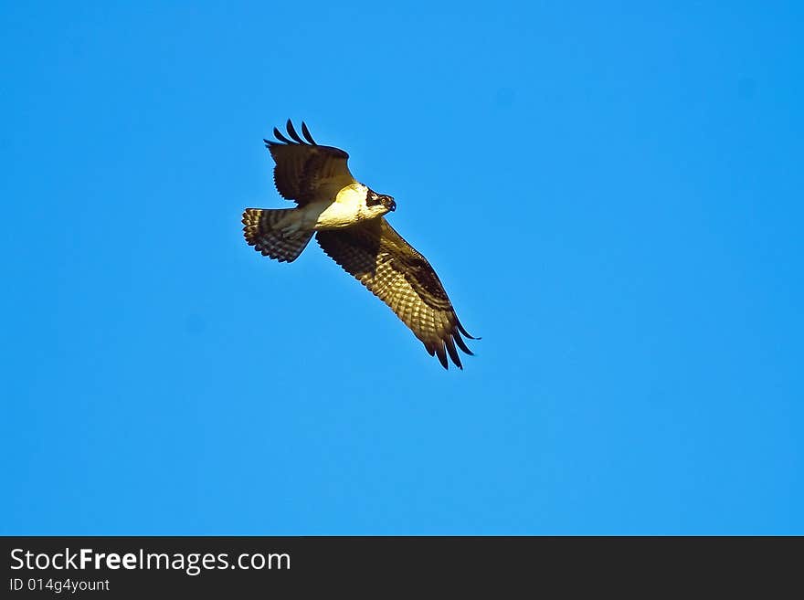 Osprey