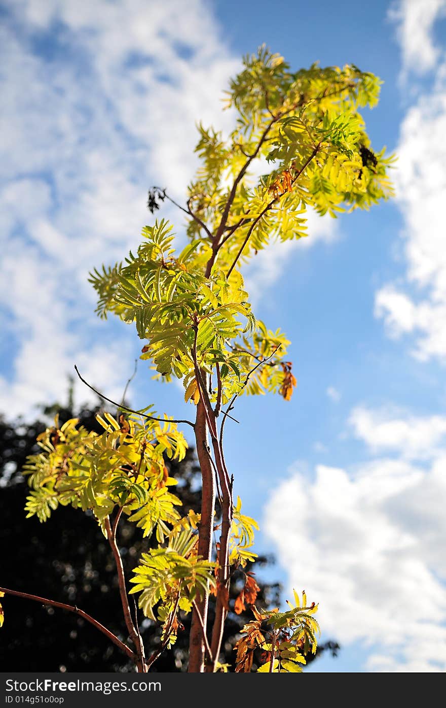 Grown up Green Tree Sky