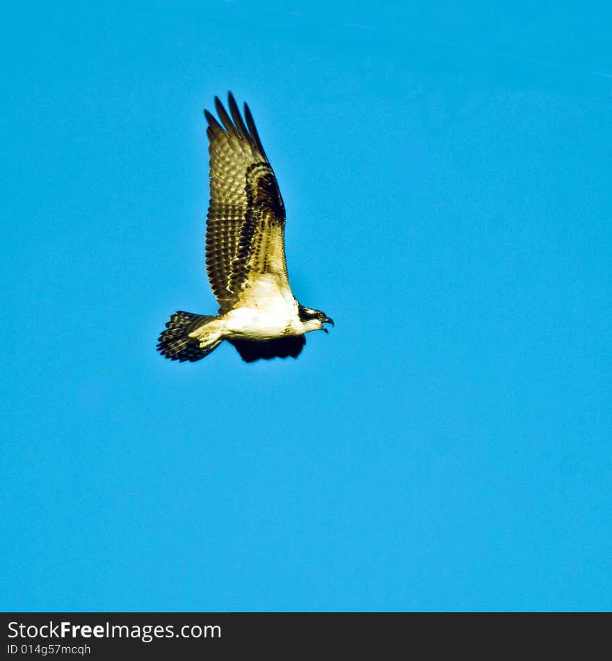 Osprey