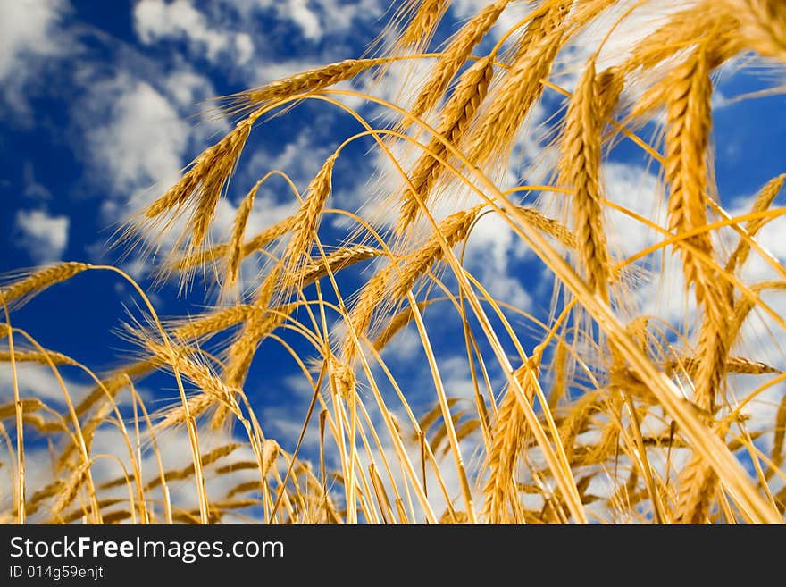 Golden wheat in the blue sky background