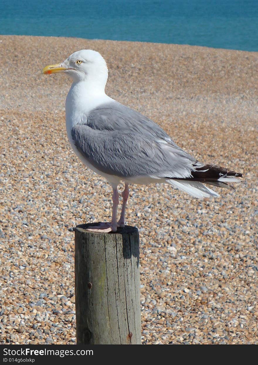 Seagull