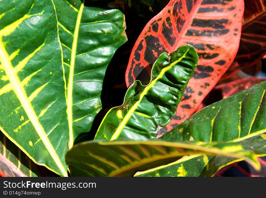 Colorful plant