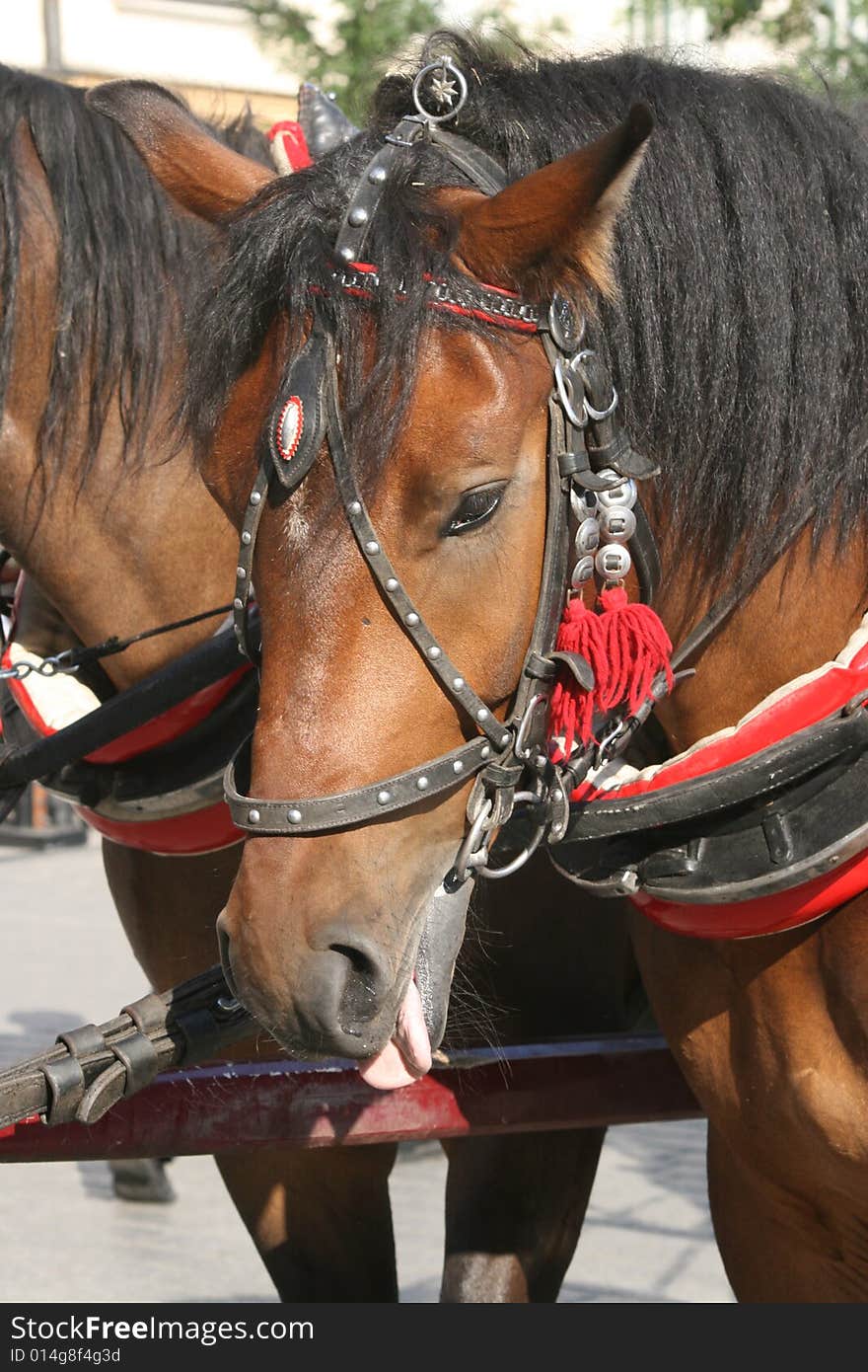 Horses and carriage