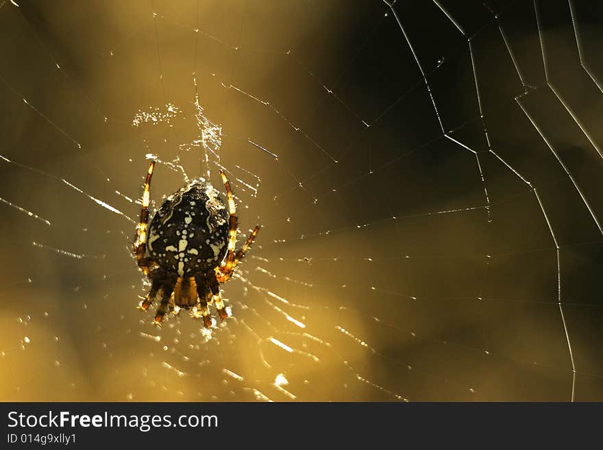 Spider on a spider web. Spider on a spider web.