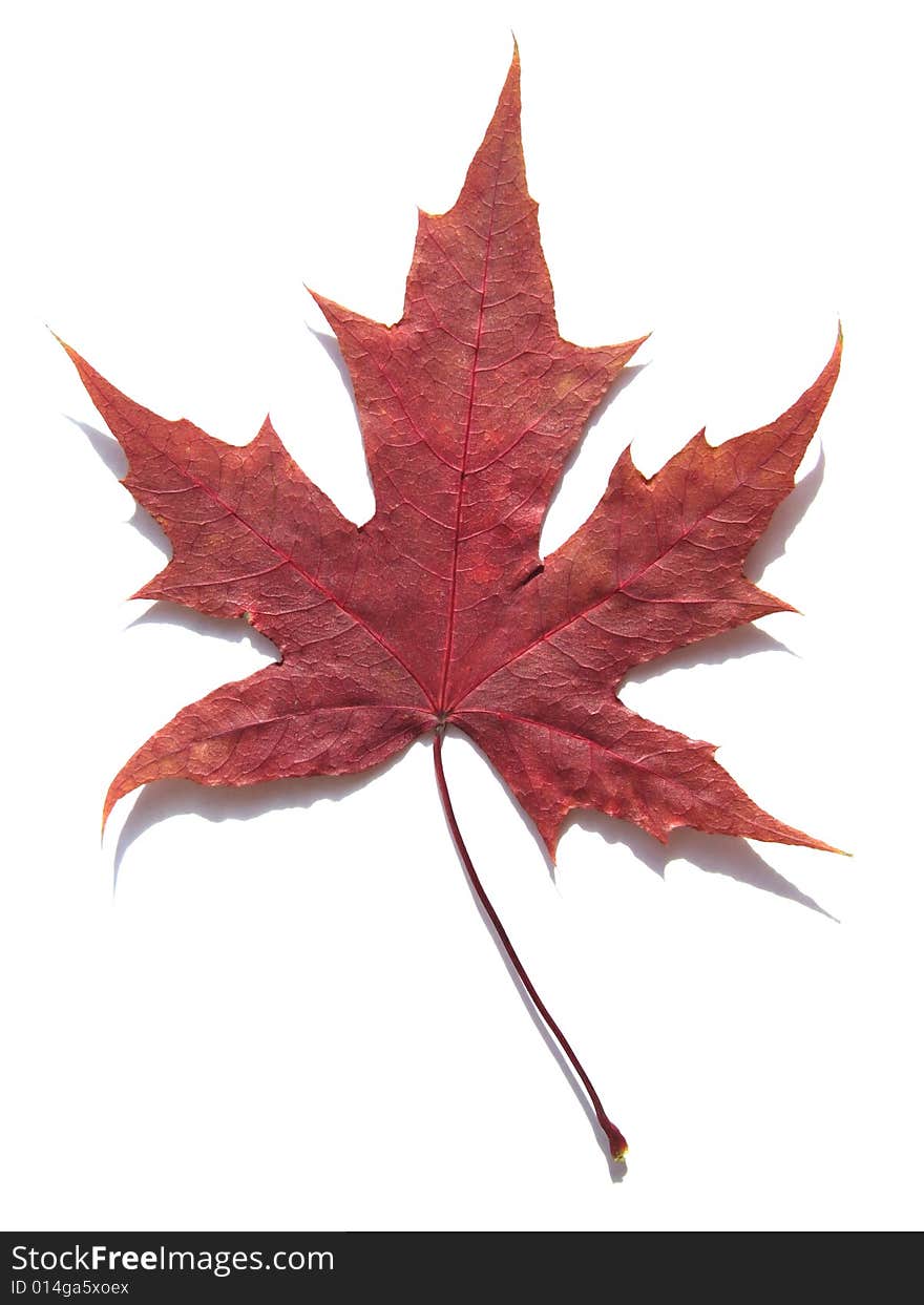 One side of a maple leaf