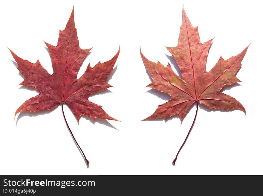 MAPLE LEAF