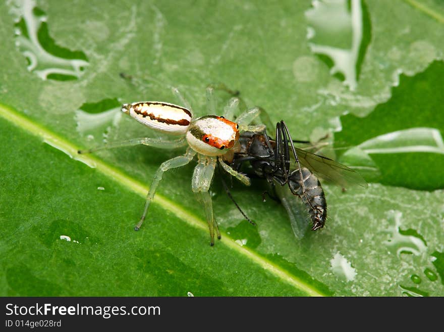 White Jumping Spider