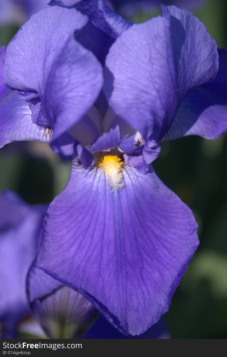 Purple iris in a garden in Tennessee, taken with sony digital slr 10mp