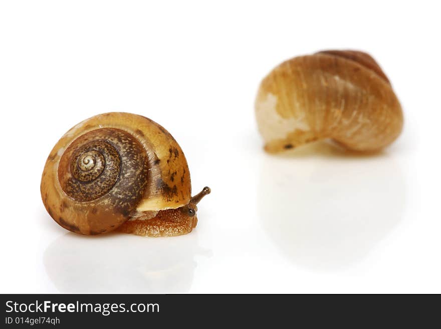 A snail and shell isolated on white background.