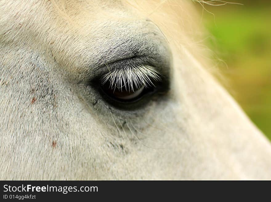 Horse s eye