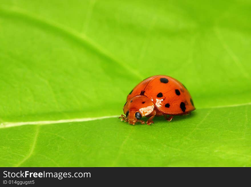 Ladybird