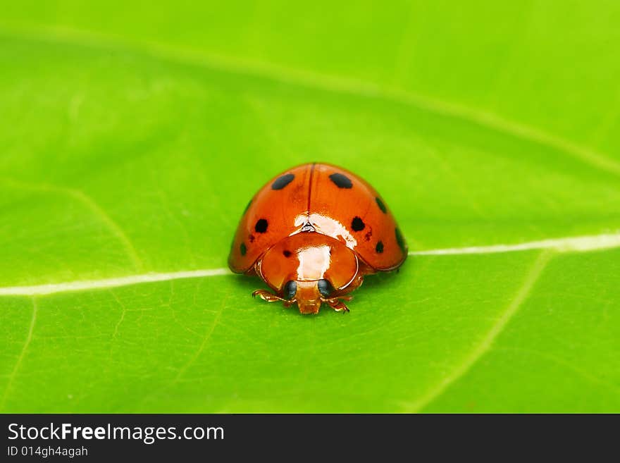 Ladybird