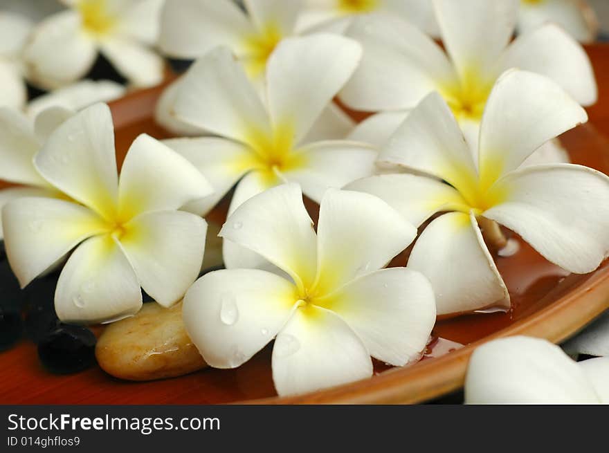 White plumeria in scented water