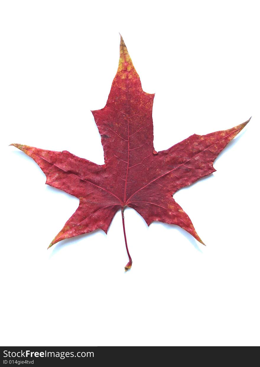 One side of a maple leaf