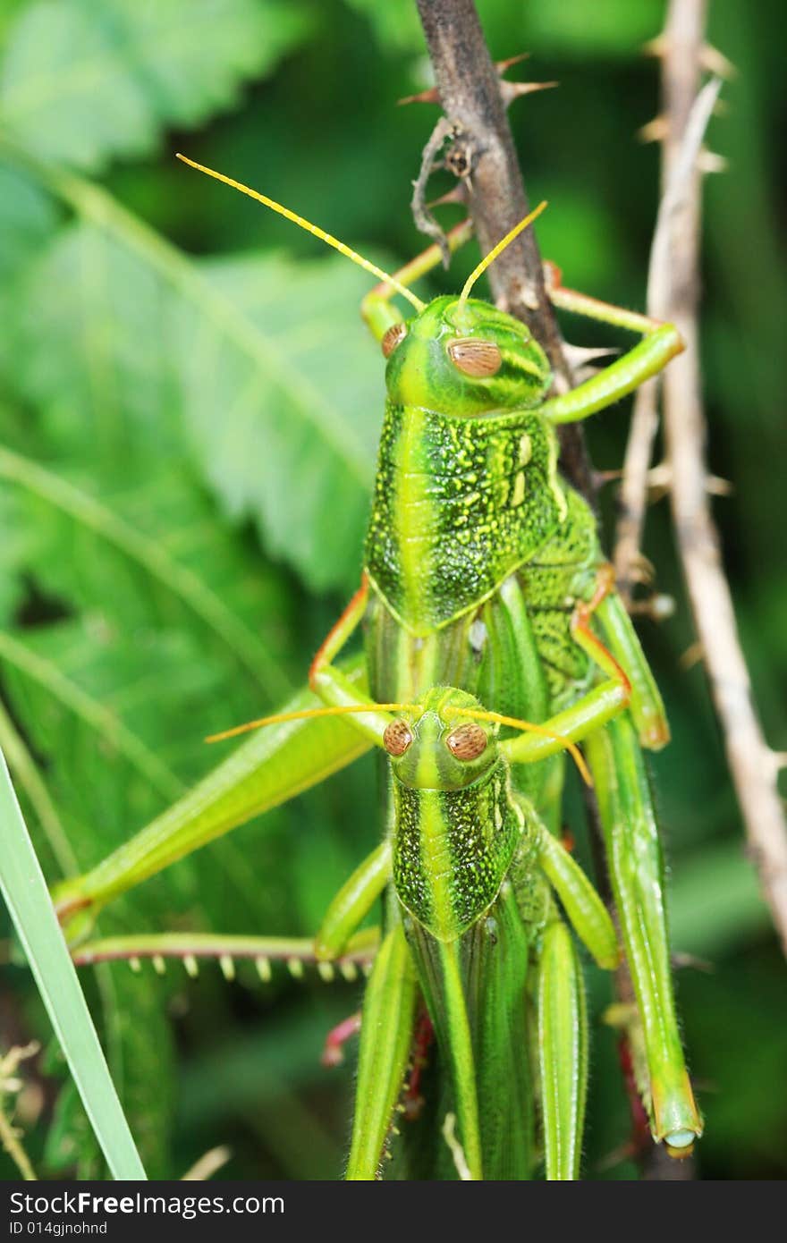 Grasshopper