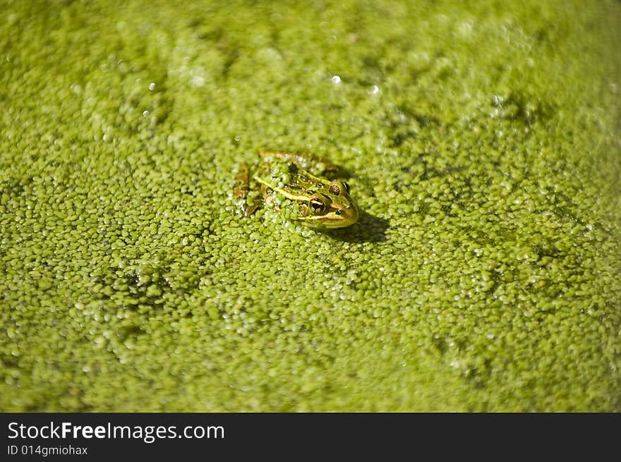 Green frog sitting in shallow water covered with botanic matter.