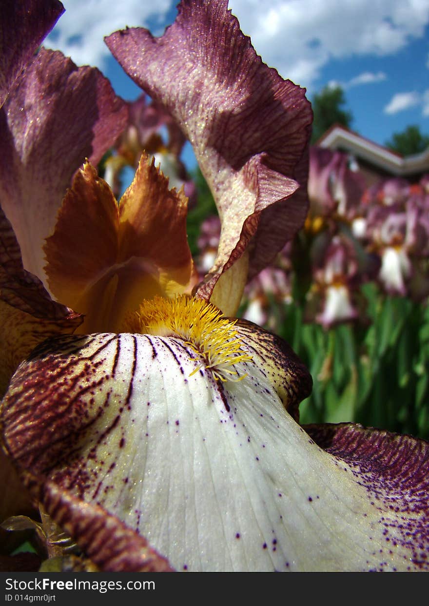 Close-up of iris flower with focus on yellow beard with garden of irises in background. Close-up of iris flower with focus on yellow beard with garden of irises in background