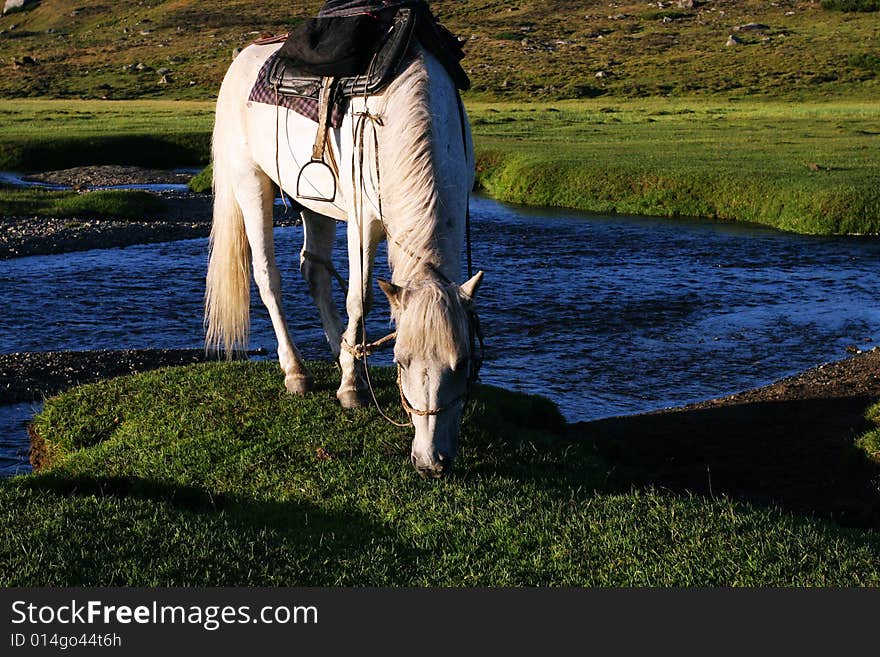 The  horse with the river of sinkiang. The  horse with the river of sinkiang