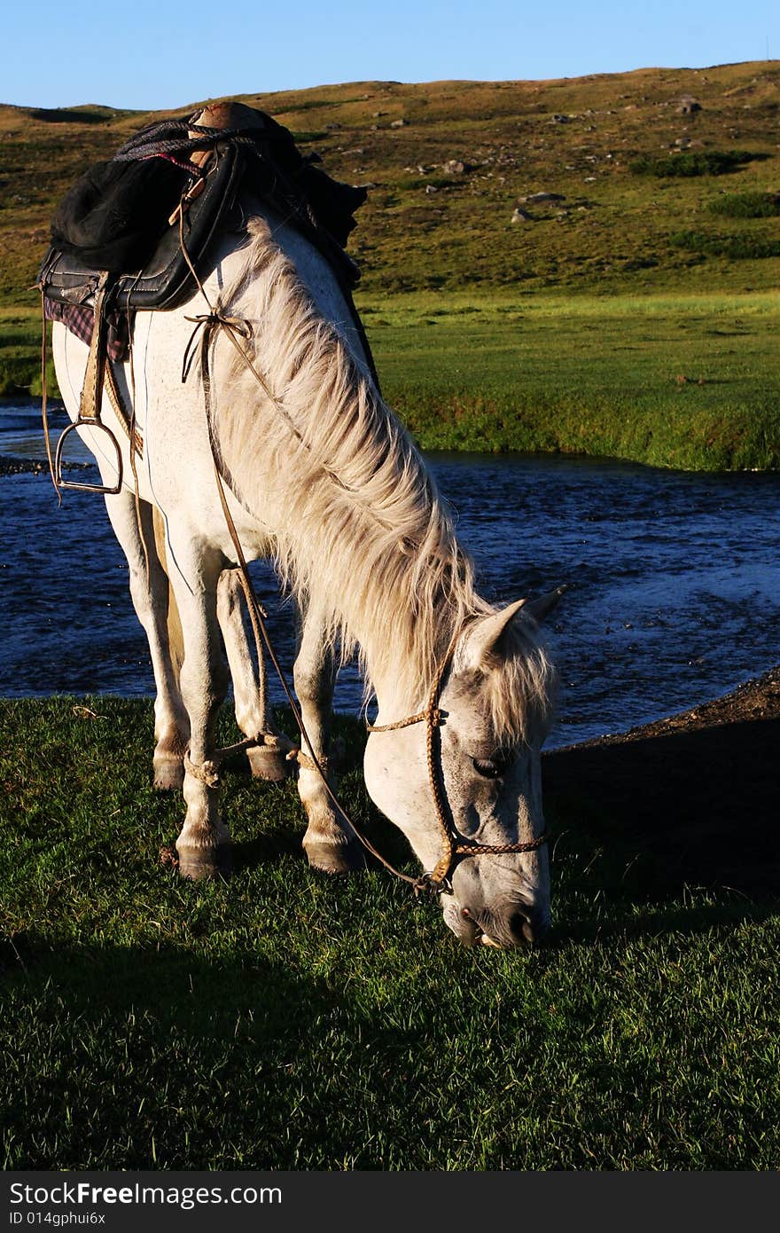 Horse with river