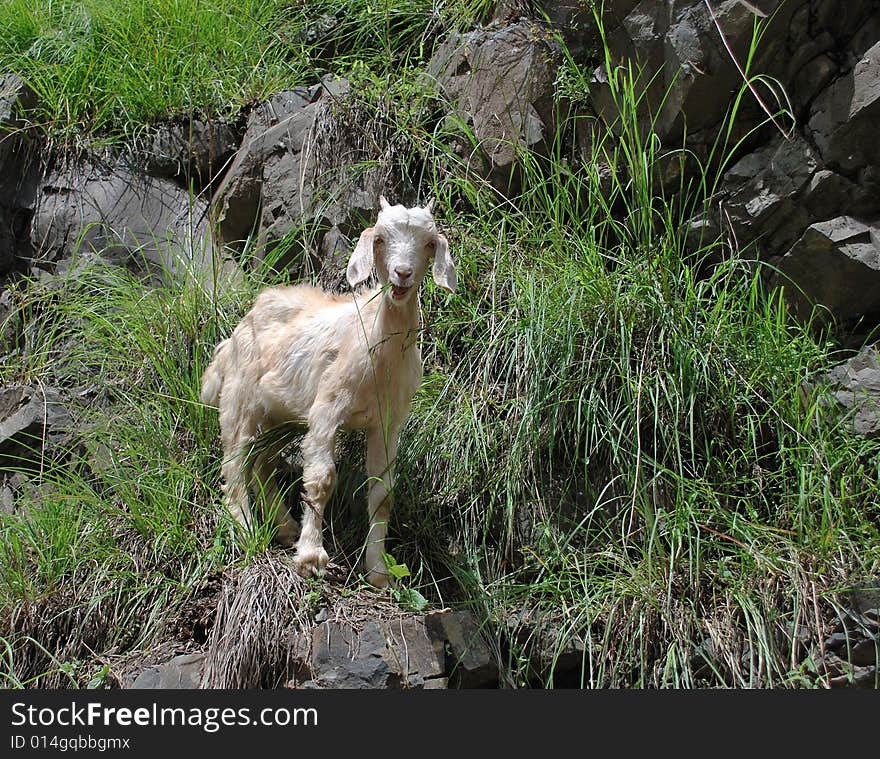 A Goat on a Rocky Mountain