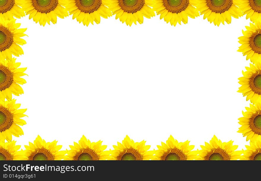 Sunflower Border