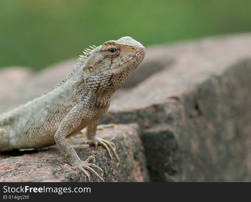 A very dangerous and piosonious lizard