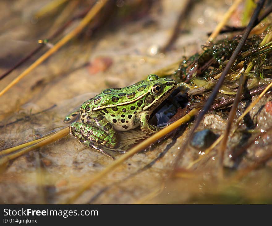 Leopard frog  natural shoreline