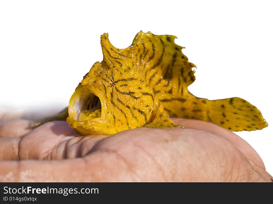 Sea fish on flat of the hand