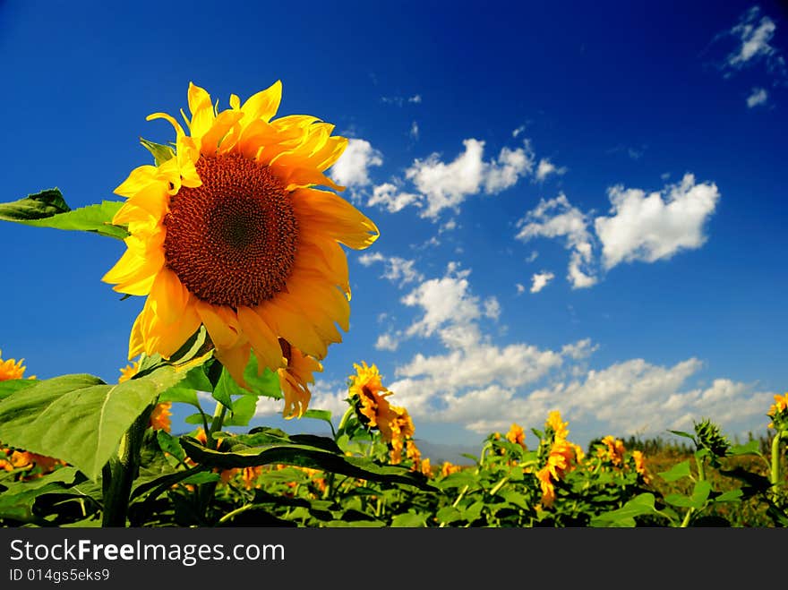 Field of yellow sunflowers and blue cloudy sky