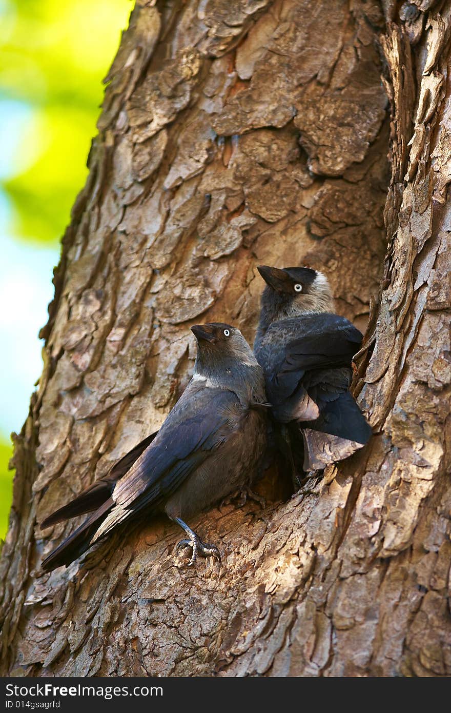 Young Jackdaws