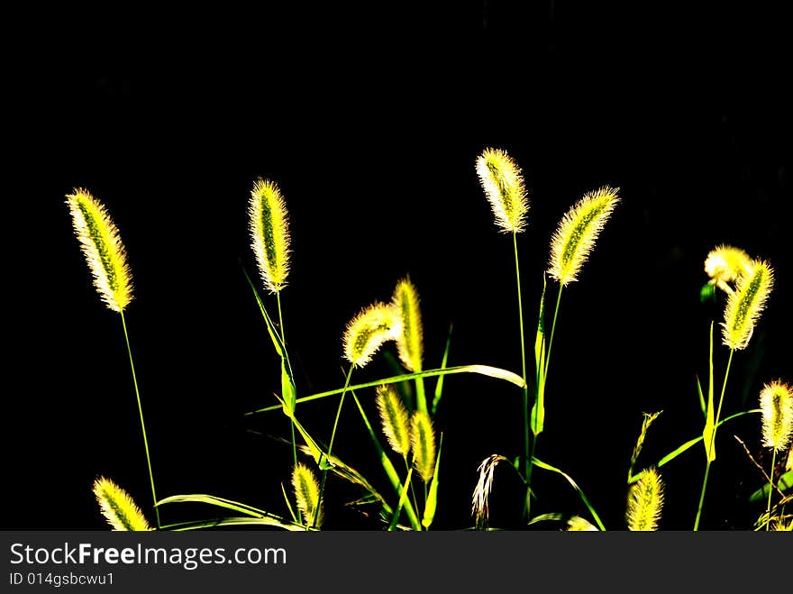 Golden  bristlegrass under the sun in fall. Golden  bristlegrass under the sun in fall