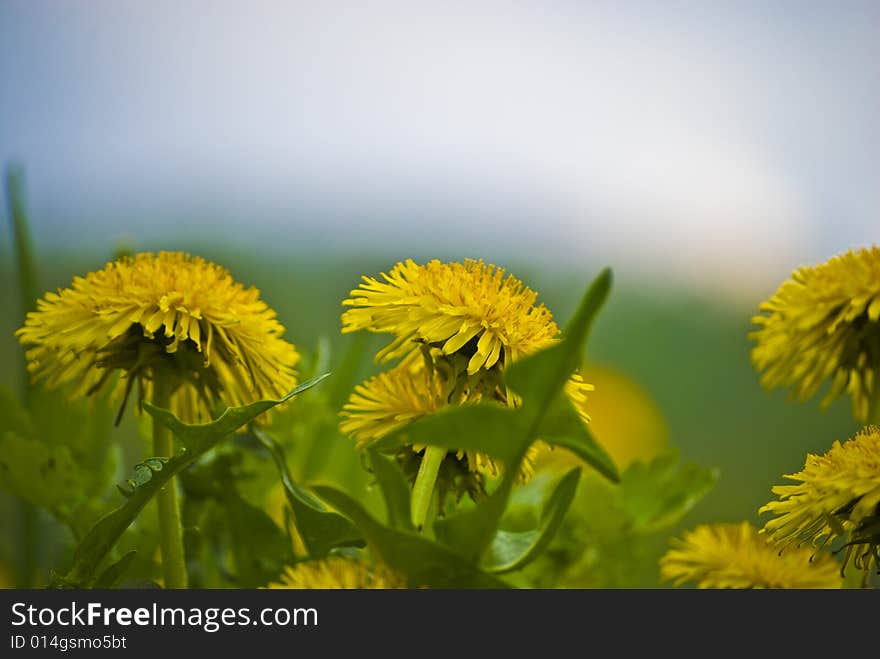 Close up sowthistle agaist blue sky. Close up sowthistle agaist blue sky