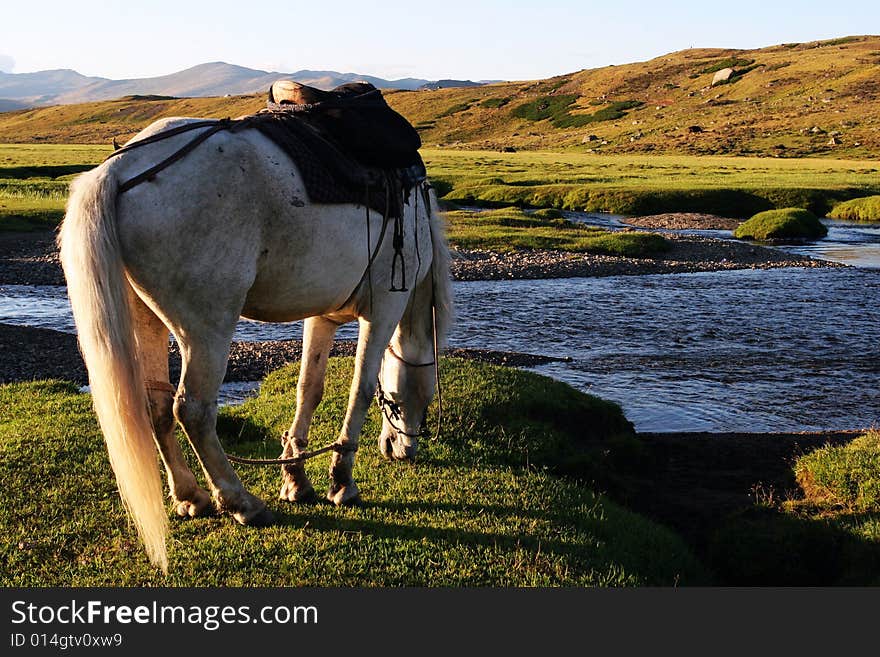 The  horse with the river of sinkiang. The  horse with the river of sinkiang